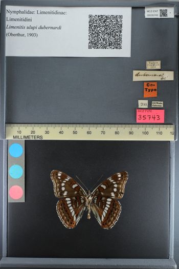 Media type: image;   Entomology 35743